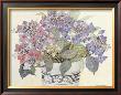 Lace Cap Hydrangeas by Barbara Van Winkelen Limited Edition Print