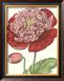 De Passe Peony I by Crispijn De Passe Limited Edition Pricing Art Print