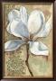 Magnolia Majesty I by Jennifer Goldberger Limited Edition Print