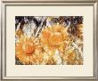 Sunflowers by Christian Rohlfs Limited Edition Print