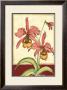 Orchid Elegance Ii by Jennifer Goldberger Limited Edition Pricing Art Print