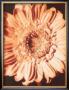 Beautiful Flower I by Gerard Van Hal Limited Edition Print