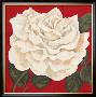Rosa Blanca Grande I by Judy Shelby Limited Edition Print