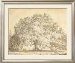 Chandos Oak by Jacob George Strutt Limited Edition Pricing Art Print