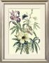 Ketmia, Iris And Alsine by Georg Dionysius Ehret Limited Edition Print