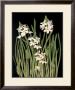 Spray Of Narcissus by Tan Chun Limited Edition Print