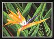 Bird Of Paradise by Glenn Cernosek Limited Edition Print