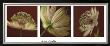 Astrantia On Red Triptych by June Hunter Limited Edition Print