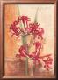 Gracile Nerines by Anna Gardner Limited Edition Print