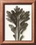Chrysanthemum Segetum, Feverfew by Karl Blossfeldt Limited Edition Print