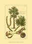 Printed Exotic Palm I by Pierre-Joseph Buchoz Limited Edition Print