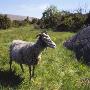 Sheep Standing On Grass by Bjorn Alander Limited Edition Print