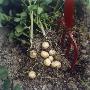 A Hayfork And Some Potatoes In A Potato Field by Niclas Albinsson Limited Edition Print