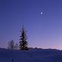 Christmas Tree At Night, Ostra Eggvena, Gotland, Sweden by Ove Eriksson Limited Edition Print