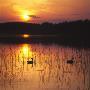 Two Birds On A Lake At Sunset by Jorgen Larsson Limited Edition Pricing Art Print