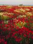 A Field Of Poppies In Gotland, Sweden by Anders Ekholm Limited Edition Print