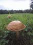 Close-Up Of A Mushroom In A Field by Bjorn Alander Limited Edition Pricing Art Print