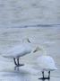 Two Whooper Swans (Cygnus Cygnus), Vingaker, Sodermanland, Sweden by Berndt-Joel Gunnarsson Limited Edition Print