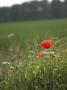 Wild Poppies by Andrew Clark Limited Edition Print