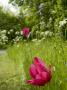 Pink Tulip In A Garden, Waldemarsudde, Stockholm, Sweden by Anna G Tufvesson Limited Edition Print
