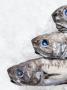 Three Dead Fish On Ice by Gunnar Svanberg Skulasson Limited Edition Print