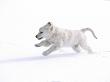 A White Puppy Running In The Snow by Jorgen Larsson Limited Edition Pricing Art Print
