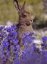 Rabbit Behind Plants by Jorgen Larsson Limited Edition Print