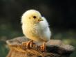 A Cute Little Chick by Jorgen Larsson Limited Edition Print