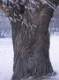 Yelagin Island, St Petersburg, Russia, Tree In Snow by Clive Nichols Limited Edition Print