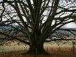 Arley Arboretum, Worcestershire - Trunk And Leaves Of A Beech Tree In Autumn by Clive Nichols Limited Edition Print