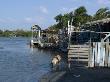 Resident Pig, Mangrove Swamp, La Boquilla, Near Cartagena (De Indias), Colombia by Natalie Tepper Limited Edition Print