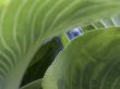 Details - Hosta by Richard Bryant Limited Edition Print