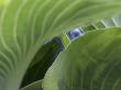 Details - Hosta by Richard Bryant Limited Edition Print