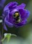 Flower Details - Delphinium And Bee by Richard Bryant Limited Edition Print