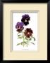 Swiss Giant Chalon Pansies by Pamela Stagg Limited Edition Print