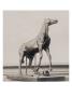 Photo D'une Sculpture En Cire De Degas:Cheval Se Cabrant (Rf 2108) by Ambroise Vollard Limited Edition Pricing Art Print
