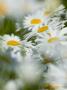 Dasies Blooming In Mass, Willamette Valley, Oregon, Usa by Terry Eggers Limited Edition Print