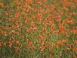 Fire Poppies Growing In Palouse Region, Colfax, Washington, Usa by Terry Eggers Limited Edition Print