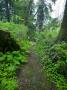 Spring Hiking Trail In Bogachiel State Park, Washington, Usa by Terry Eggers Limited Edition Print