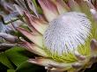 Queen Protea, Kwazulu Natal, South Africa by Jim Engelbrecht Limited Edition Print