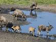 Nyala At Waterhole,Tembe Elephant Park, Kwazulu Natal, South Africa by Jim Engelbrecht Limited Edition Pricing Art Print