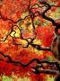Japanese Maple Tree, Arboretum, Seattle, Washington, Usa by Charles Crust Limited Edition Print