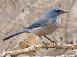 Western Scrub Jay In Cottonwood Bosque, Albuquerque, New Mexico, Usa by Larry Ditto Limited Edition Print