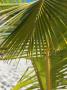 Palm Tree, Viva Wyndham Dominicus Beach, Bayahibe, Dominican Republic by Lisa S. Engelbrecht Limited Edition Print