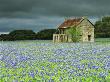 Bluebonnets And Ranch House, Marble Falls, Texas, Usa by Dennis Flaherty Limited Edition Print