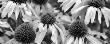 Echinacea Sunrise by Dennis Frates Limited Edition Print