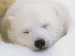 Portrait Of A Sleeping Polar Bear Cub by Norbert Rosing Limited Edition Print