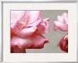 Rose Petals Ii by Nicole Katano Limited Edition Pricing Art Print