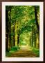 Forest Path by Hein Van Den Heuvel Limited Edition Print