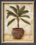 Potted Palm I by Charlene Winter Olson Limited Edition Print